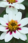 ZINNIA MARYLANDICA ZAHARA ROSE STARLIGHT