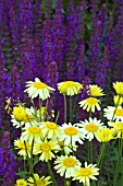 ANTHEMIS TINCTORIA E C BUXTON & SALVIA NEMEROSA MAINACHT