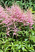 ASTILBE BRESSINGHAM BEAUTY