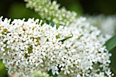 BUDDLEJA DAVIDII WHITE PROFUSION