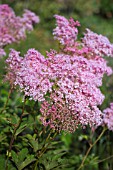 FILIPENDULA ULMARIA ROSEA