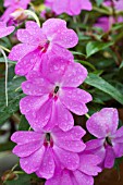 IMPATIENS FANFARE LAVENDER