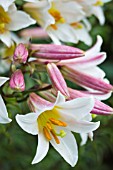 LILIUM REGALE