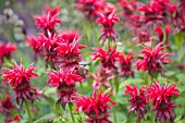 MONARDA CAMBRIDGE SCARLET