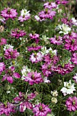 NIGELLA MULBERRY ROSE