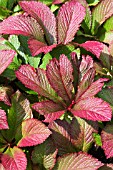 RODGERSIA PINNATA ROSEA