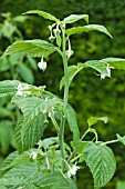 RUBUS IDAEUS AUTUMN BLISS