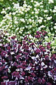 SEDUM PURPLE EMPEROR &  SANTOLINA ROSMARINIFOLIA PRIMROSE GEM