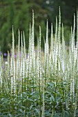 VERONICASTRUM VIRGINICUM ALBUM