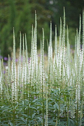 TRE17049- VERONICASTRUM VIRGINICUM 'ALBUM' : Asset Details -Garden