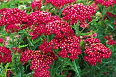 ACHILLEA PAPRIKA