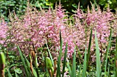 ASTILBE BRESSINGHAM BEAUTY