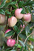 BILLARDIERA LONGIFLORA CHERRY BERRY