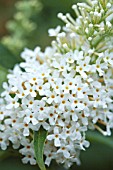 BUDDLEJA DAVIDII WHITE PROFUSION