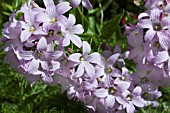 CAMPANULA LODDON ANNA