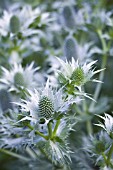 ERYNGIUM GIGANTEUM MISS WILMOTTS GHOST