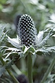 ERYNGIUM GIGANTEUM MISS WILMOTTS GHOST