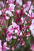 GAURA LINDHEIMERI CHERRY BRANDY (GAUCHEBRA)