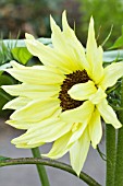 HELIANTHUS BUTTERCREAM