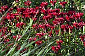 MONARDA CAMBRIDGE SCARLET