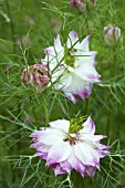 NIGELLA DAMASCENA MULBERRY ROSE