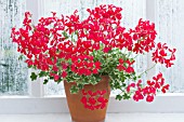 PELARGONIUM EVKA DARK