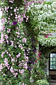 ROSA DEBUTANTE, AMERICAN PILLAR & SANDERS WHITE WONDER