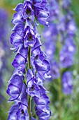 ACONITUM NAPELLUS