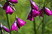 DIERAMA PULCHERRIMUM SLIEVE DONARD HYBRID