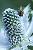 ERYNGIUM GIGANTEUM MISS WILMOTTS GHOST