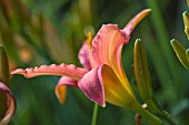 HEMEROCALLIS CINNAMON GLOW