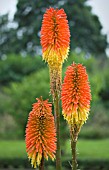 KNIPHOFIA SAMUELS SENSATION