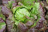 LACTUCA SATIVA RED ICEBERG