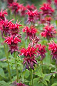 MONARDA CAMBRIDGE SCARLET