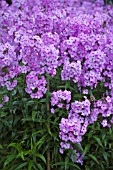 PHLOX MACULATA DELTA