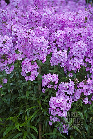 PHLOX_MACULATA_DELTA