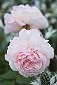 ROSA A SHROPSHIRE LAD (AUSLED)