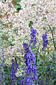 THALICTRUM ELIN & ACONITUM NAPELLUS