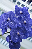 VANDA PAKSHONG BLUE