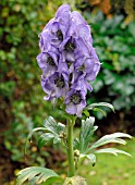 ACONITUM CARMICHAELII ARENDSII,  MONKSHOOD.