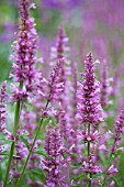 AGASTACHE PALLIDIFLORA ROSE MINT