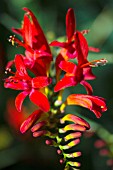 CROCOSMIA LUCIFER