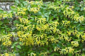 LONICERA TRAGOPHYLLA