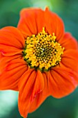 TITHONIA FIESTA DEL SOL