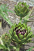 CYNARA CARDUNCULUS VIOLET DE PROVENCE