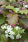 HYDRANGEA QUERCIFOLIA SNOWFLAKE (BRIDO)