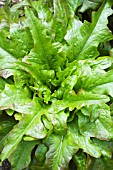 LACTUCA SATIVA RED OAKLEAF