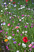 MIXED ANNUAL FLOWERS