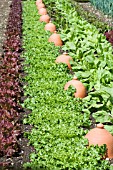 MIXED AUTUMN SALADS