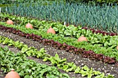 MIXED AUTUMN VEGETABLES